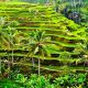 Rice Terrace1